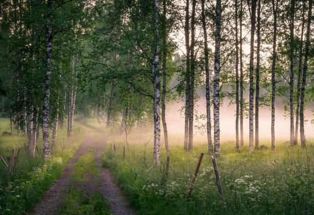 Un chemin calme au cœur d’une forêt